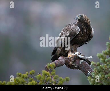 Golden Eagle (Aquila chrysaetos) juvenile feeding on Willow Grouse (Lagopus lagopus), Norway, November Stock Photo