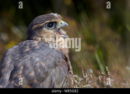 Merlin (Falco columbarius) juvenile, Shetland, Scotland, UK. July. Stock Photo