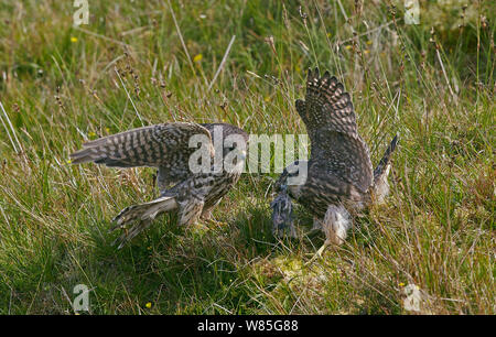 Merlin (Falco columbarius) female watching as her juvenile feeds, Shetland, Scotland, UK. July. Stock Photo