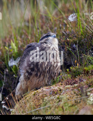 Merlin (Falco columbarius) juvenile, Shetland, Scotland, UK. July. Stock Photo