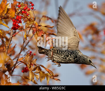 Starling (Sturnus vulgaris) taking off from Rowan tree with berries,  Porvoo, Finland, October Stock Photo