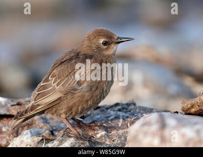 Common Starling (Sturnus vulgaris)  juvenile, Uto, Finland, July Stock Photo