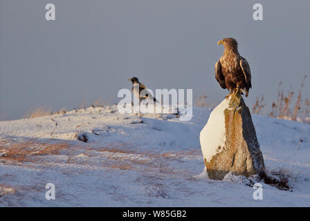 White-tailed Eagle (Haliaeetus albicilla) perched on snowy rock with Hooded crow (Corvus cornix)  in background, Norway, November Stock Photo