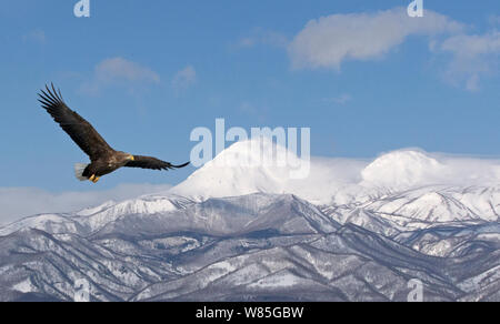White-tailed Eagle (Haliaeetus albicilla) in flight with mountains in background, Hokkaido, Japan, February Stock Photo