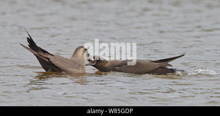 Arctic Skua (Stercorarius parasiticus) adult male feeding adult female, Shetland, Scotland, UK, July Stock Photo