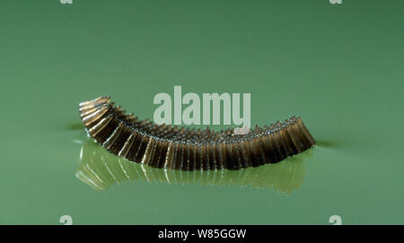 Mosquito (Culicidae) egg raft on water surface, UK. Stock Photo