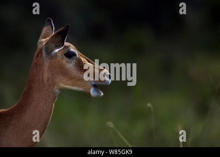 Impala female head portrait (Aepyceros melampus). Maasai Mara National Reserve, Kenya. Stock Photo