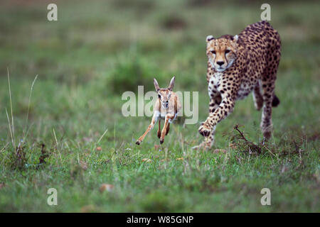 Cheetah (Acinonyx jubatus) cub aged around  one year about to bring down a Thomson&#39;s gazelle fawn (Eudorcas thomsonii /Gazella thomsonii). Maasai Mara National Reserve, Kenya. Stock Photo