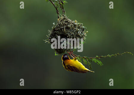 Black-headed weaver (Ploceus cucullatus) building nest, Maasai Mara National Reserve, Kenya. Stock Photo