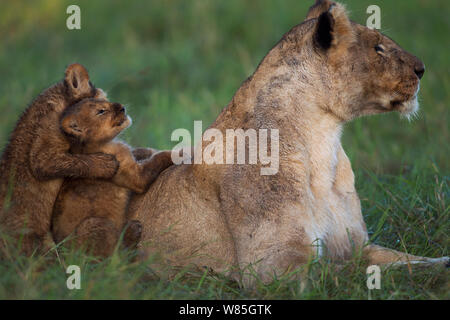 Lioness with cubs, Maasai Mara National Reserve, Kenya Stock Photo - Alamy