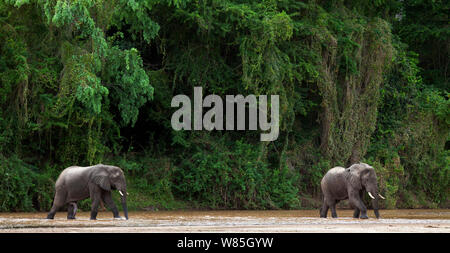 African forest elephants (Loxodonta cyclotis) walking through Tana River. Tana River Forest, South eastern Kenya. Stock Photo