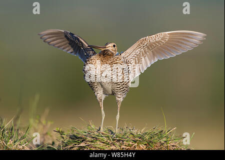 Great snipe (Gallinago media) displaying, Norway, June. Stock Photo