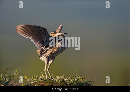 Great snipe (Gallinago media) displaying, Norway, June. Stock Photo