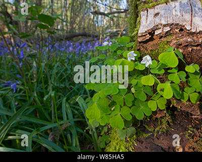 Common wood sorrel (Oxalis acetosella) and Bluebells on woodland floor. Foxley Wood National Nature Reserve, Norfolk, UK, April 2014. Stock Photo