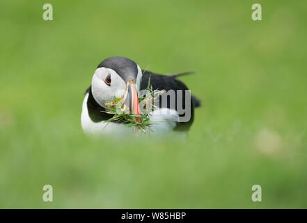 Atlantic puffin (Fratercula arctica) collecting nest material, Hermaness, Unst, Shetland, UK, June. Stock Photo