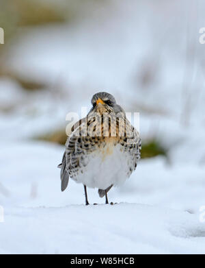 Fieldfare (Turdus pilaris) in the snow, Norfolk, UK, January. Stock Photo