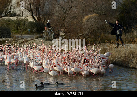 Man feeding flock of Greater flamingos (Phoenicopterus roseus) Camargue, France, February. Stock Photo