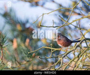 Dartford warbler (Sylvia undata) returning to nest with food, Norfolk, UK, May.