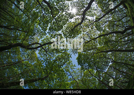 Looking up at canopy in Oak (Quercus sp) woodland, Wood of Cree RSPB Reserve, Dumfries and Galloway, Scotland, May. Stock Photo