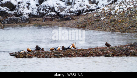 Flock of Steller&#39;s Eiders (Polysticta stelleri) resting on shore. Finnmark, Norway. March. Stock Photo