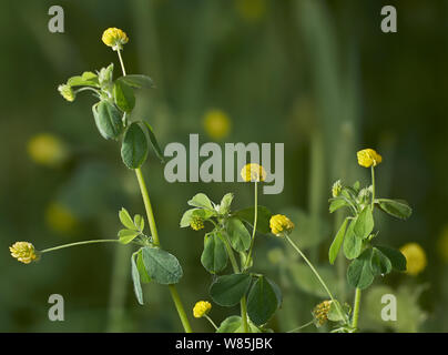 Lesser trefoil (Trifolium dubium) Sussex, England, UK. June. Stock Photo