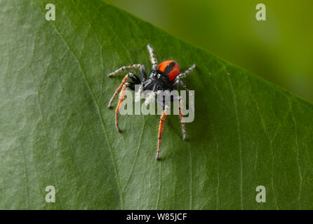 Jumping spider (Philaeus chrysops) on leaf, Corfu, Greece. Stock Photo