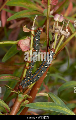 Spurge hawk moth (Hyles euphorbiae) caterpillars, Menorca. May. Stock Photo