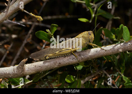 Egyption grasshopper (Anacridium aegyptum) on branch, Menorca. May. Stock Photo