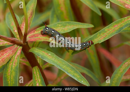 Spurge hawk moth (Hyles euphorbiae) caterpillar, Menorca. May. Stock Photo