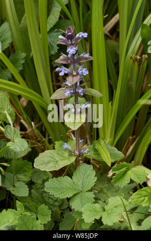 Bugle flower (Ajuga reptans) Sussex, England, UK. May. Stock Photo