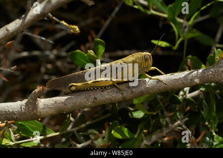 Egyption grasshopper (Anacridium aegyptium) on branch, Menorca. May. Stock Photo