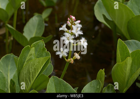 Bogbean (Menyanthes trifoliata) in flower. Sussex, England, UK. May. Stock Photo