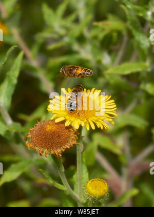 Hoverfly (Eristalis nemorum) pair in coutrship, Sussex, England, UK. August. Stock Photo