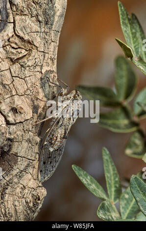 Cicada (Cicadidae sp) on tree trunk, Khao Sok Nature Reserve, Thailand ...