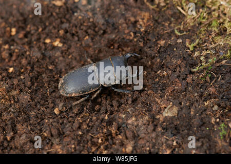 Lesser stag beetle (Dorcus parallelipipedus) Sussex, England, UK. April. Stock Photo