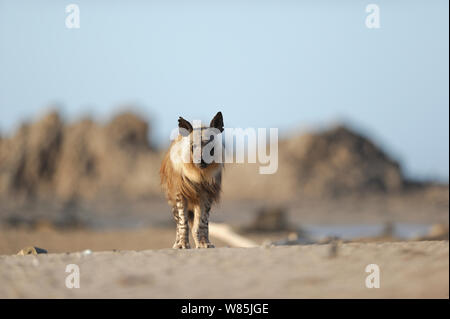 Brown hyena (Hyaena brunnea), Sperrgebiet National Park, Namibia, December. Stock Photo