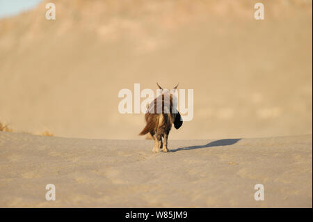 Brown hyena (Hyaena brunnea) carrying fur seal (Arctocephalus pusillus) pup, Sperrgebiet National Park, Namibia, December. Sequence 8/8 Stock Photo
