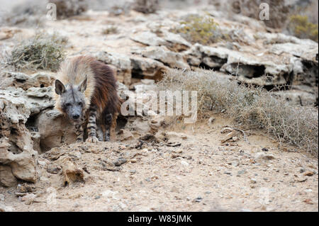 Brown hyena (Hyaena brunnea) adult outside den, Sperrgebiet National Park, Namibia, December. Stock Photo