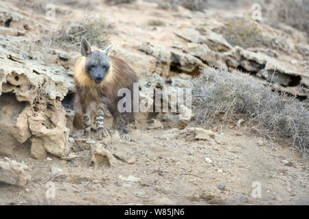 Brown hyena (Hyaena brunnea) adult outside den, Sperrgebiet National Park, Namibia, November. Stock Photo