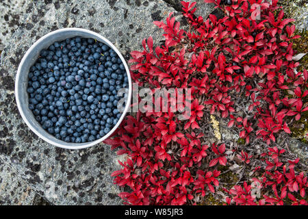 Pot of bilberries (Vaccinium myrtillus) near alpine bearberry (Arctostaphylos alpina) leaves, Sarek National Park, Laponia World Heritage Site, Lapland, Sweden, September. Stock Photo