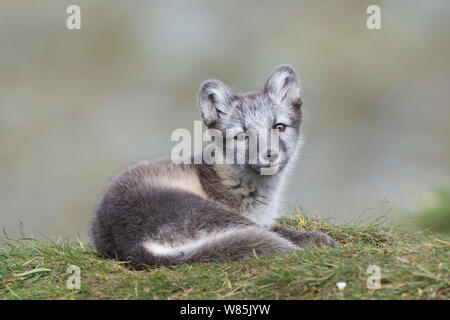 Arctic fox (Alopex lagopus) cub, Dovrefjell-Sunndalsfjella National Park, Norway, July. Stock Photo