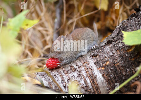 Northern red-backed vole (Myodes rutilus) with raspberry, Troms, Norway. September. Stock Photo