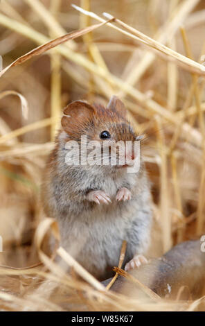 Northern red-backed vole (Myodes rutilus). Troms, Norway. September. Stock Photo
