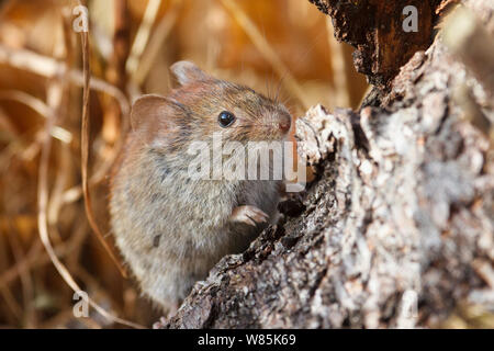 Northern red-backed vole (Myodes rutilus) portrait, Troms, Norway. September. Stock Photo