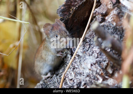 Northern red-backed vole (Myodes rutilus) portrait, Troms, Norway. Stock Photo