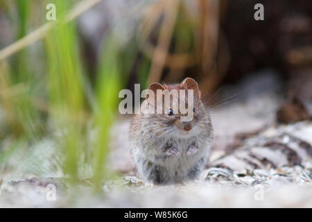 Northern red-backed vole (Myodes rutilus) portrait, Troms, Norway. Stock Photo