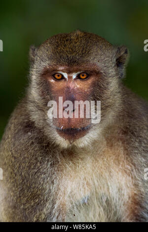 Long-tailed macaque (Macaca fascicularis) male portrait. Khao Sam Roi Yot National Park, Thailand. Stock Photo