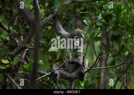 Dusky leaf monkey (Trachypithecus obscurus) female feeding on leaves . Khao Sam Roi Yot National Park, Thailand. Stock Photo