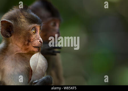 Long-tailed macaque (Macaca fascicularis) infants. Khao Sam Roi Yot National Park, Thailand. Stock Photo
