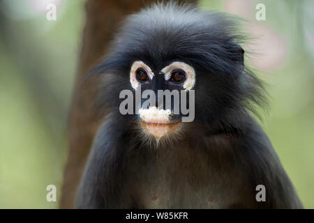 Dusky leaf monkey (Trachypithecus obscurus) portrait . Khao Sam Roi Yot National Park, Thailand. Stock Photo